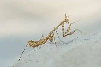 Empusa pennicornis