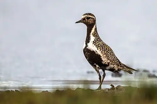Photographie d'un Pluvier doré en plumage nuptial.
