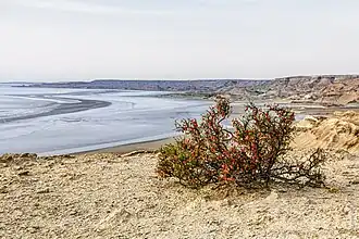 Rivage et buisson dans la péninsule de Manguistaou en mai 2023.