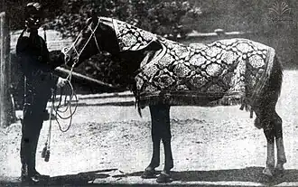 Photographie noir et blanc d'un cheval vu de profil, portant une couverture