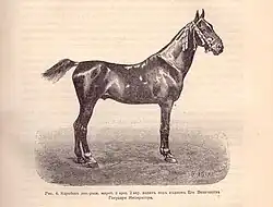 Dessin noir et blanc d'un cheval vu de profil.