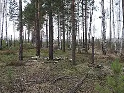 Paysage forestier typique (pins, bouleaux...) ;