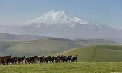 Chevaux noirs et bruns courant en groupe.