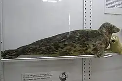 Phoque de la Caspienne