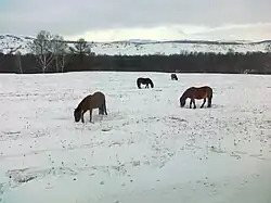 Groupe de chevaux de couleurs sombres dans de la neige.