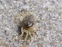 Rhithropanopeus harrisii