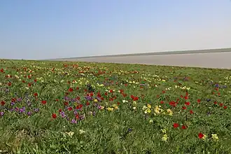 Au printemps, Tulipa suaveolens et Iris pumila parent la steppe eurasienne de leurs multiples couleurs. Oblast de Rostov.