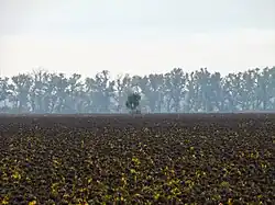 deux kourganes de Novy-Myr, classée,