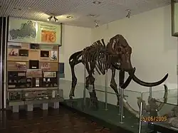 Mammouth et vitrines.