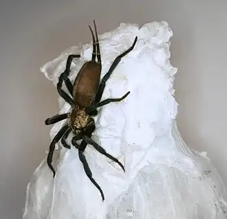 Description de l'image Ленин в паутине.jpg.