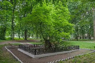 Tilleul Chevtchenko, classé.