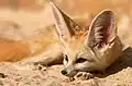 Fennec.