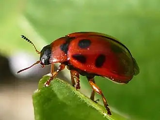 Description de cette image, également commentée ci-après