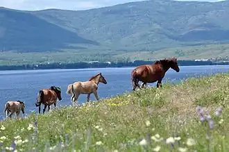 Chevaux bachkirs près du lac Yakty-Kul dans le Trans-Oural.