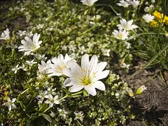 Description de l'image Мизийски рожец.jpg.