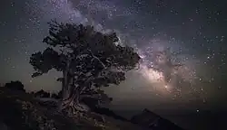 De nuit un arbre majestueux se détache sur un ciel étoilé.