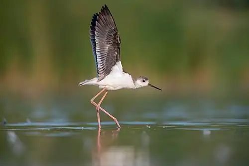 Une échasse blanche juvénile dans la réserve de biosphère du delta du Danube.