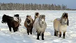 Photo d'un groupe de poneys dans la neige, une forêt de résineux en arrière-plan.