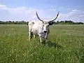 Vache ukrainienne.