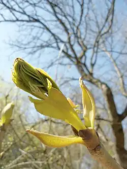 Bourgeon s'épanouissant