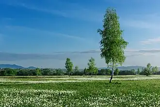 Vallée des narcisses