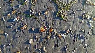 Varech et coquillages sur une plage de la mer Caspienne en août 2017.