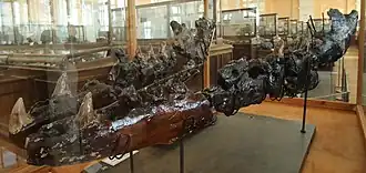 Mâchoire inférieure fossile d'un reptile marin exposée derrière une vitrine.