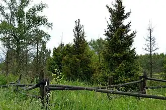 Arbres au centre du village de Kolytchevka