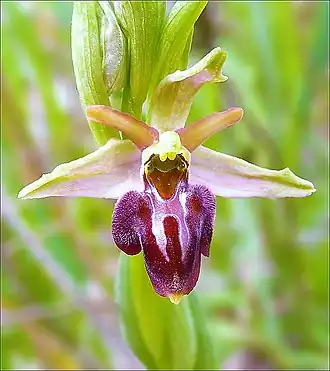 Description de l'image Офрис кавказская.JPG.