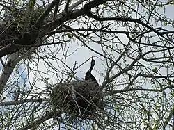Cormoran nidifiant.