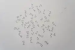 Pavel Otdelnov. Caryotype. 2021