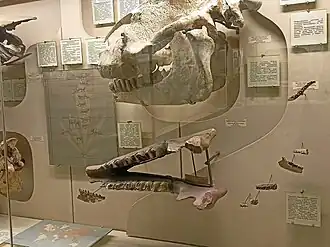 Crânes fossiles exposée dans un musée.