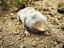 Petit Rat-taupeNannospalax leucodonSpalacidae