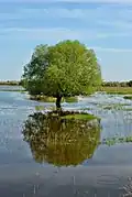 Arbre dans le delta de la Volga en mai 2017.