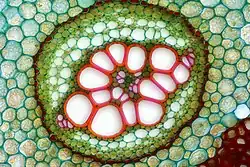 Zoom microscopique sur le faisceau cribro-vasculaire d'une grande fougère (Pteridium aquilinum) ;