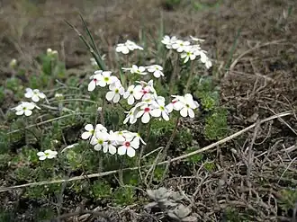 Description de cette image, également commentée ci-après