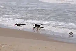 Photographie de trois Huîtriers adultes sondant le sable à la recherche de coquillages.