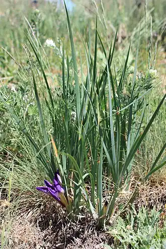 Description de l'image Півники понтичні.JPG.