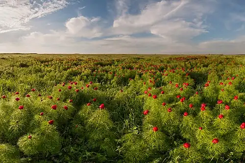 Une portion protégée de la steppe ukrainienne au printemps, fleurie de pivoines sauvages (Paeonia tenuifolia).