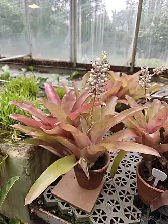 Description de l'image Растения с Тропического маршрута Ботанического сада Петра Великого 170.jpg.