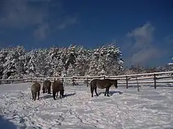 Rosselia Roztochtchia