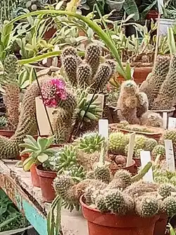 le jardin botanique.