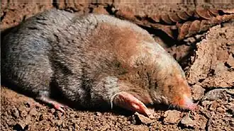 Description de l'image Сибирский крот.jpg.