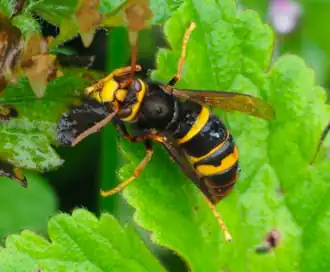 Description de l'image Снимок экрана 2022-05-13 в 15.28.41.png.