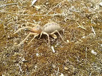 Description de l'image Сольпуга обыкновенная 1.0.jpg.