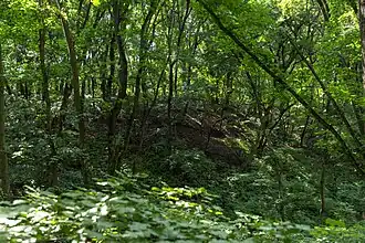 La réserve naturelle de Starovichnevetskiï, classée patrimoine naturel