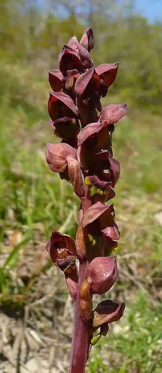 Description de cette image, également commentée ci-après