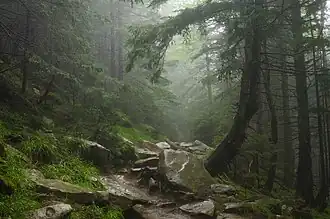 Un petit chemin encombré de grosses pierres se glisse dans une épaisse forêt remplie de brouillard.