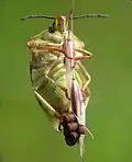 Femelle de Pentatomidae (Carpocoris sp.) en train de pondre