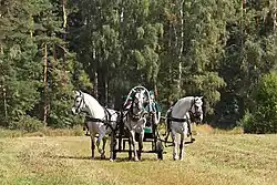Photographie de trois chevaux gris tirant un traîneau.